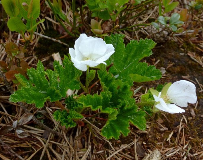 Hallandsåsen maj 2014