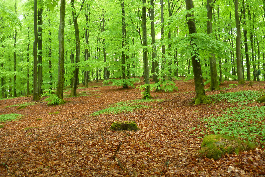 Hallandsåsen maj 2014