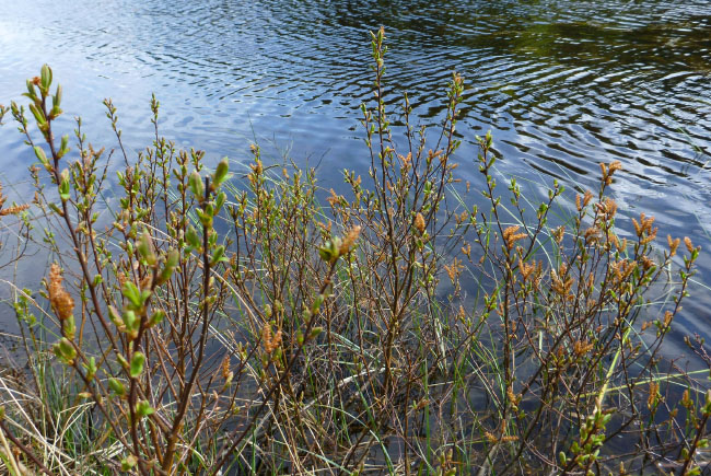 Hallandsåsen maj 2014