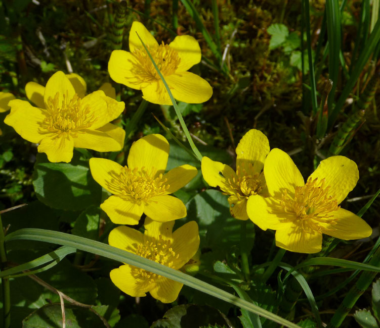 Hallandsåsen maj 2014