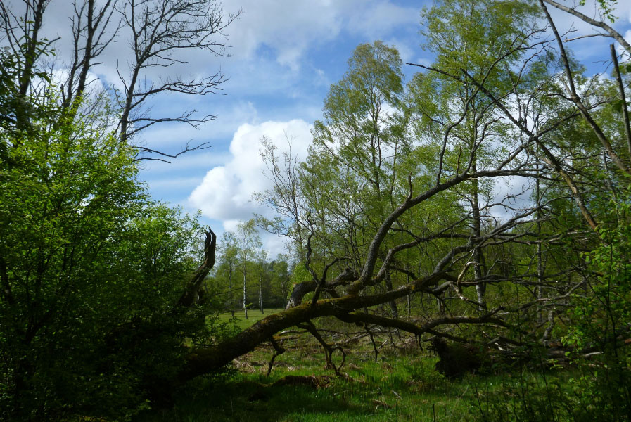 Hallandsåsen maj 2014