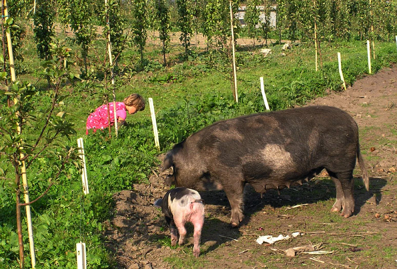 Mandelmanns Trädgårdar, Djupadal, Österlen, Sverige