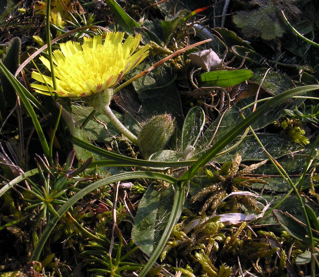 Kivik-Vitemölla, Österlen, Sverige