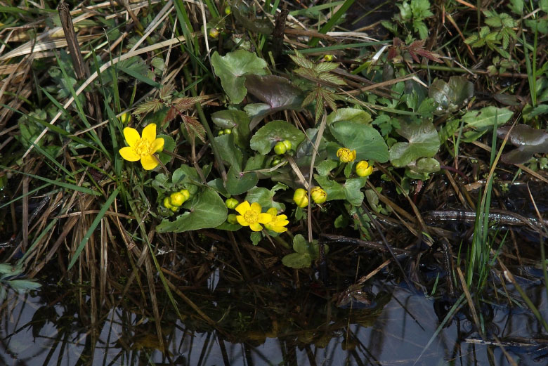 Skåneleden april 2015