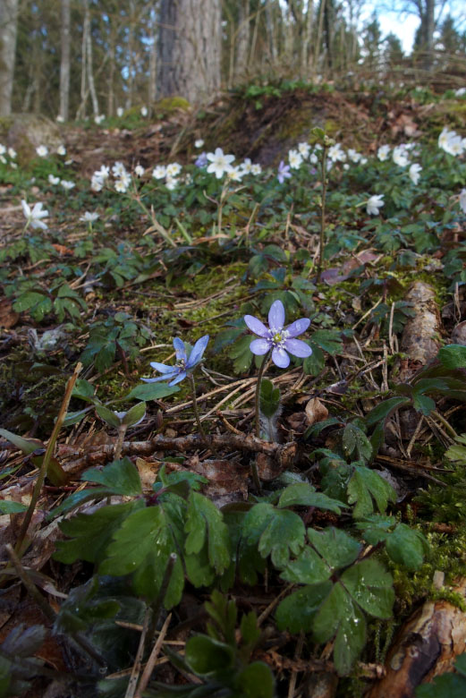 Skåneleden april 2015