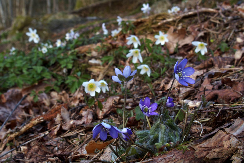 Skåneleden april 2015