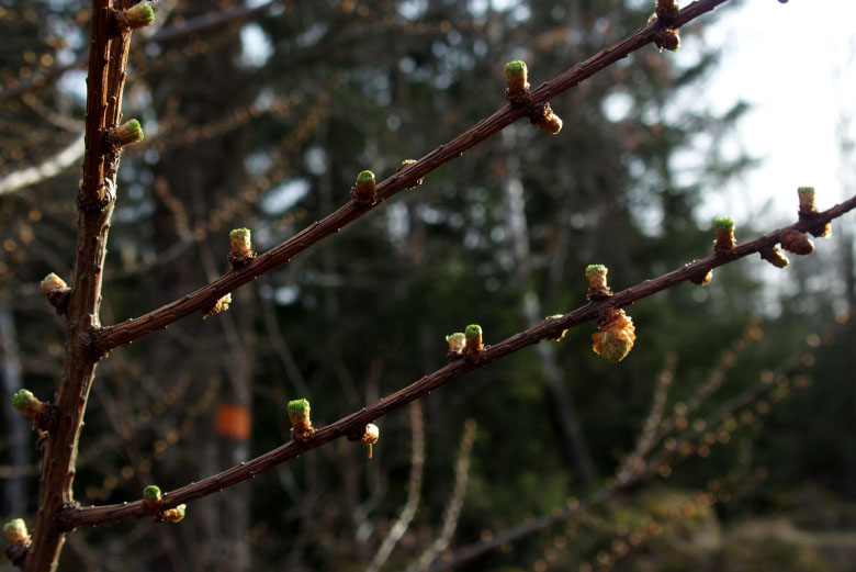 Skåneleden april 2015
