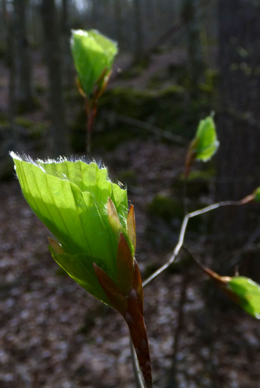         Skåneleden april 2015
