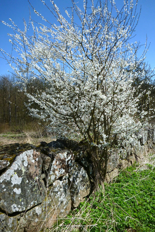         Skåneleden april 2015