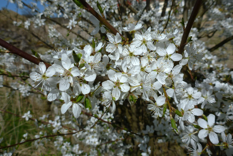         Skåneleden april 2015