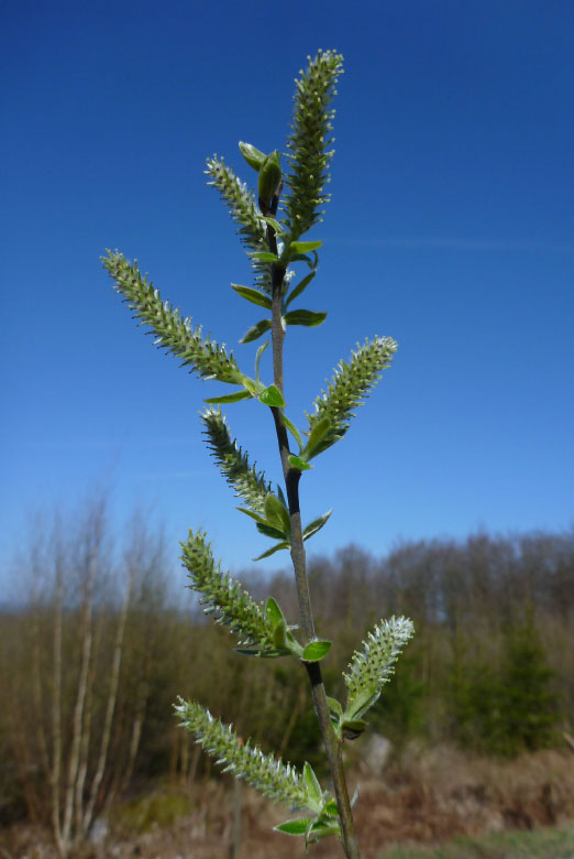         Skåneleden april 2015
