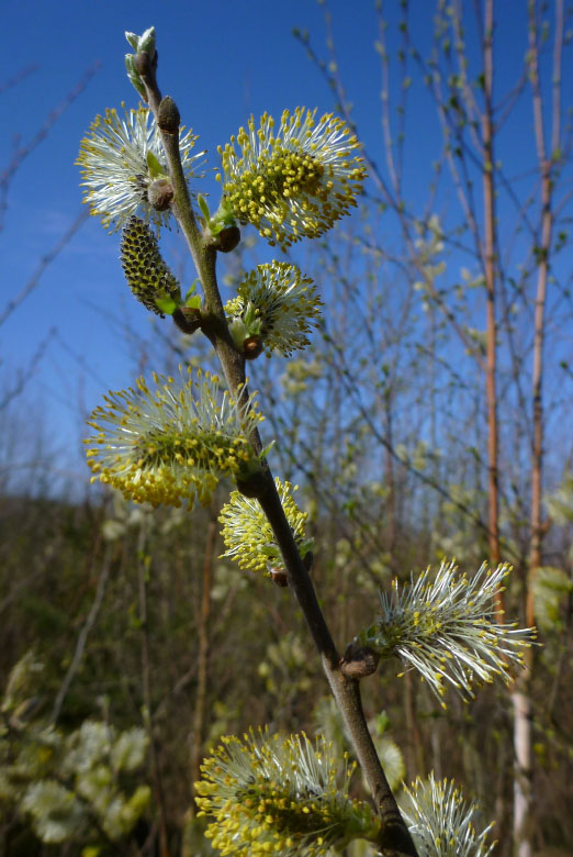         Skåneleden april 2015