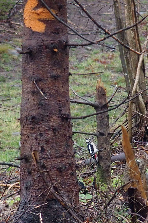 Söderåsen