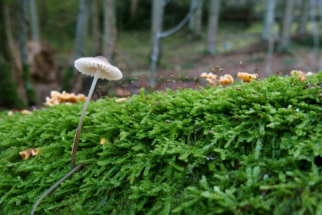 Söderåsen