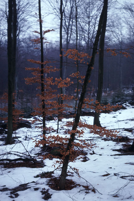 Söderåsen januar 1976