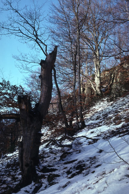 Söderåsen januar 1976