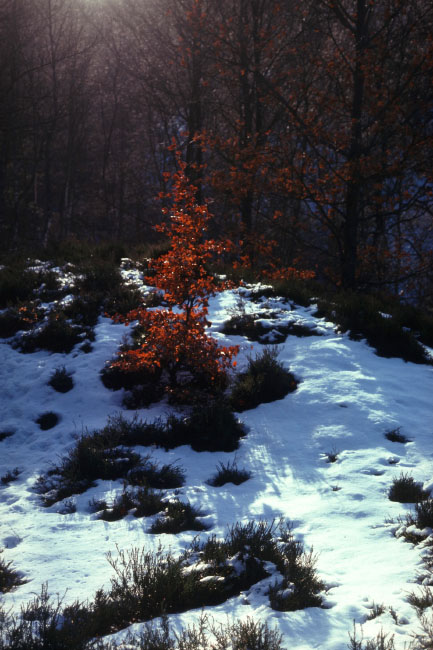 Söderåsen januar 1976