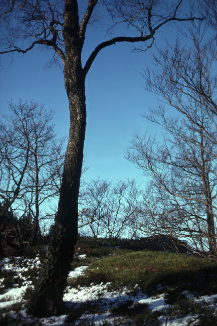 Söderåsen januar 1976