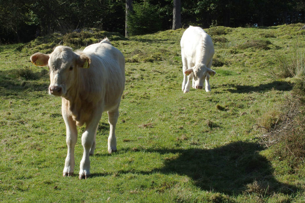 Söderåsen