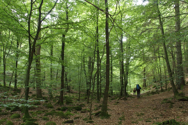 Söderåsen