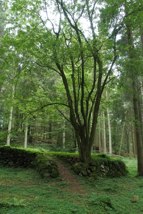 Söderåsen