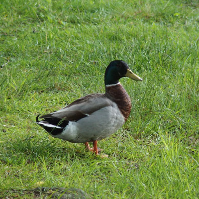 Småland juni 2015