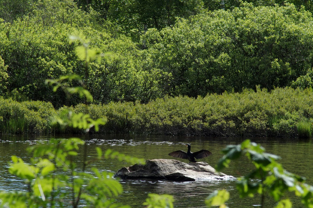 Småland juni 2015