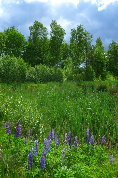 Småland juni 2015