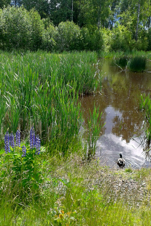 Småland juni 2015