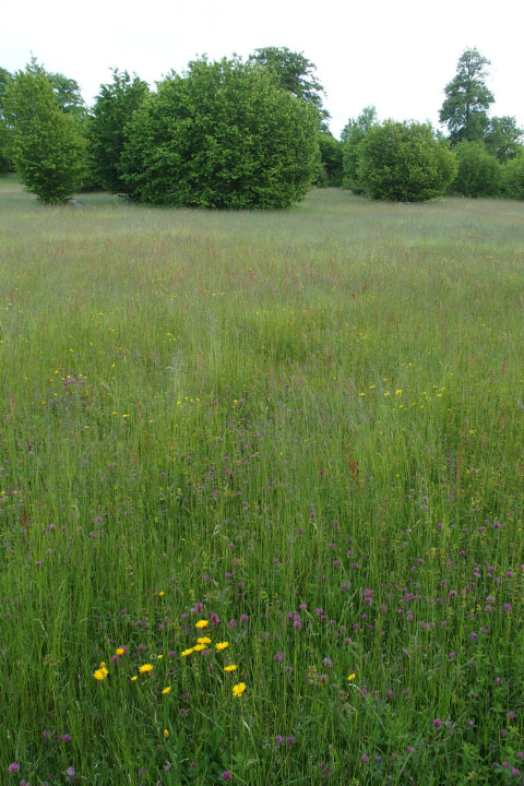 Småland juni 2015