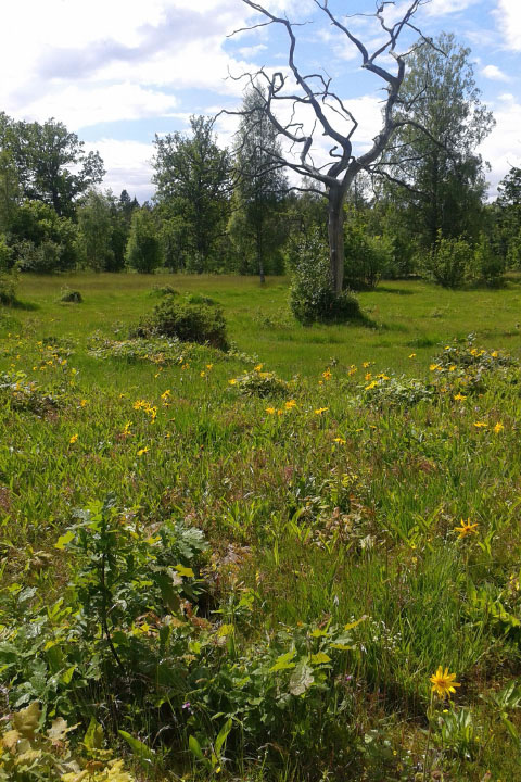 Småland juni 2015