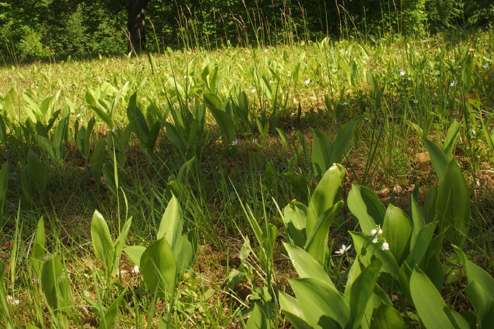 Småland juni 2015
