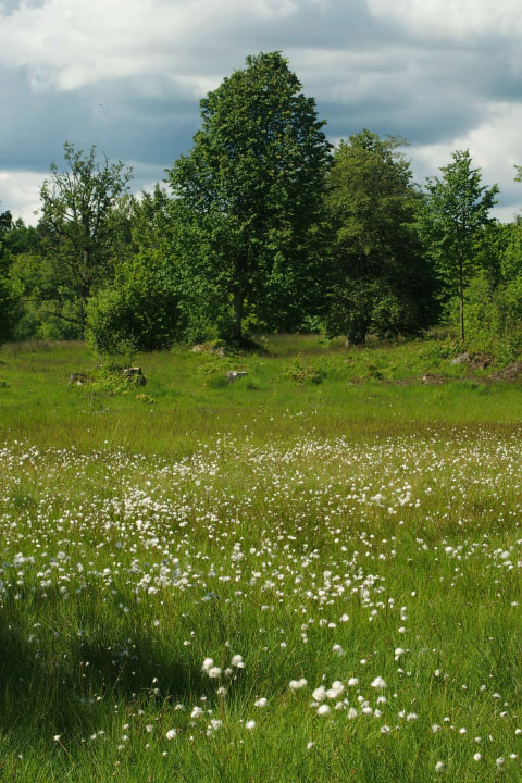 Småland juni 2015