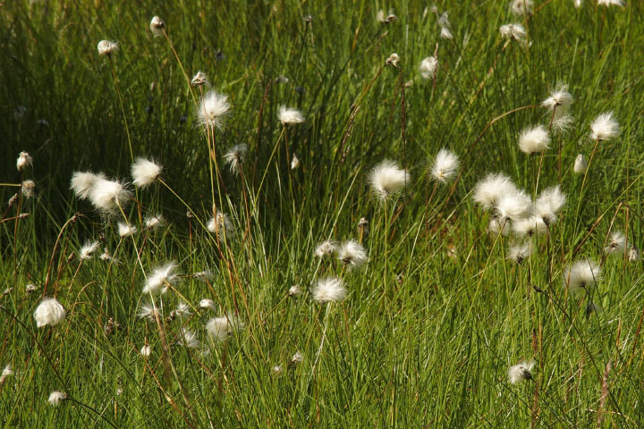 Småland juni 2015