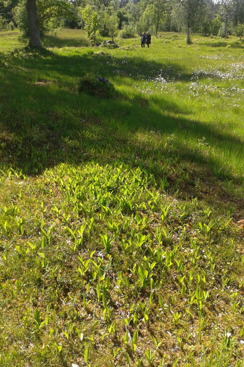 Småland juni 2015