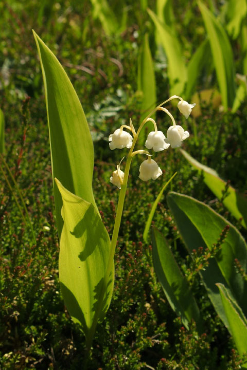 Småland juni 2015