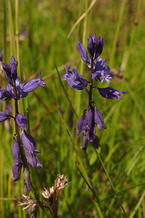 Småland juni 2015