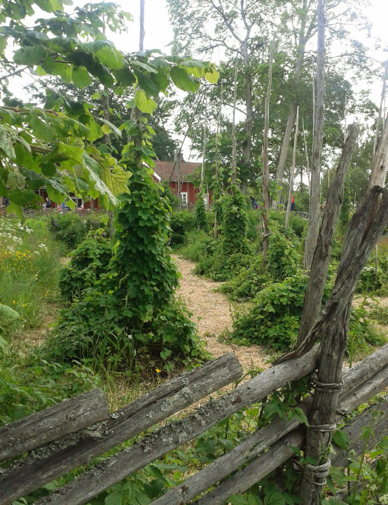 Småland juni 2015
