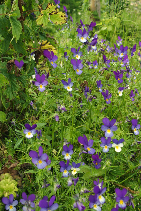 Småland juni 2015