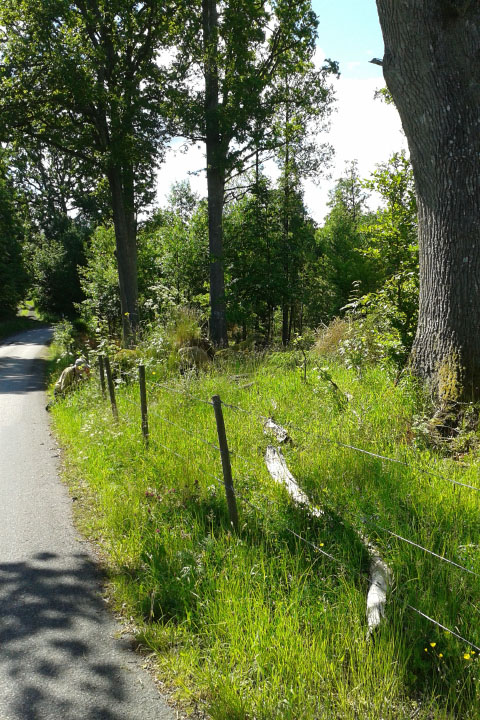 Småland juni 2015