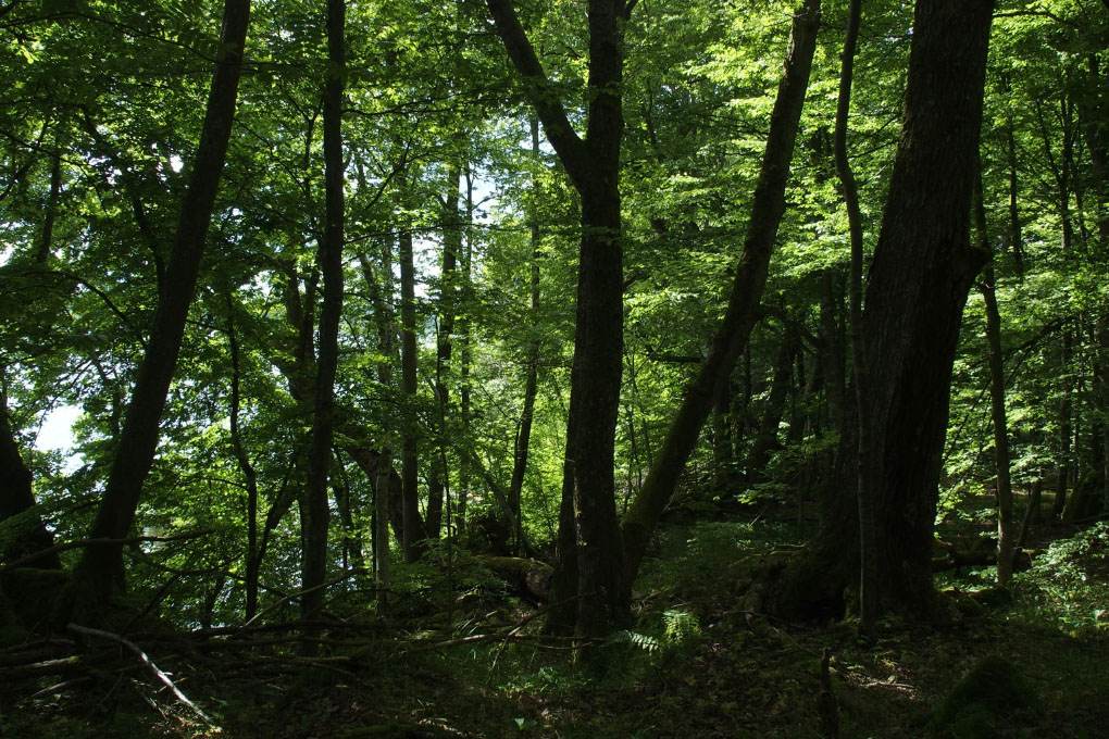 Småland juni 2015