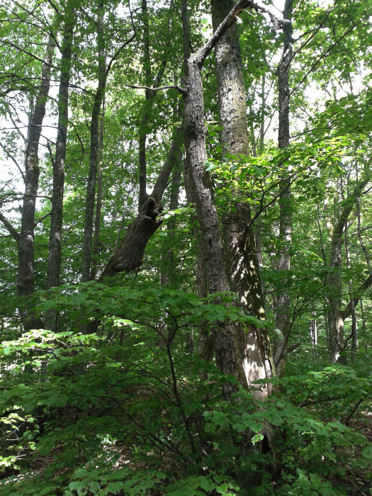 Småland juni 2015