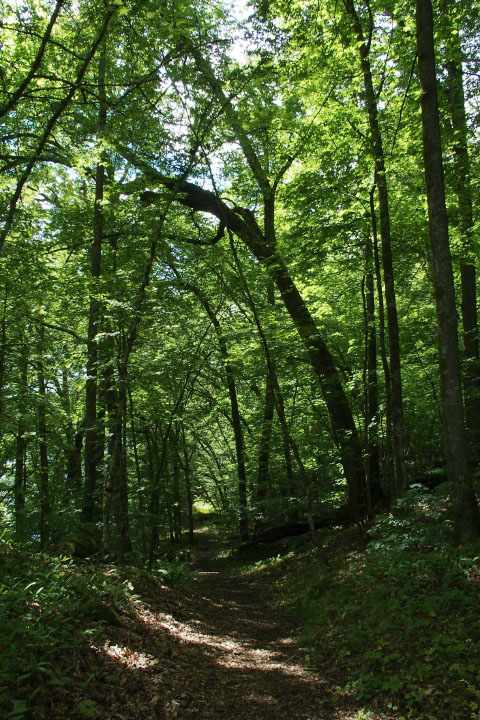 Småland juni 2015
