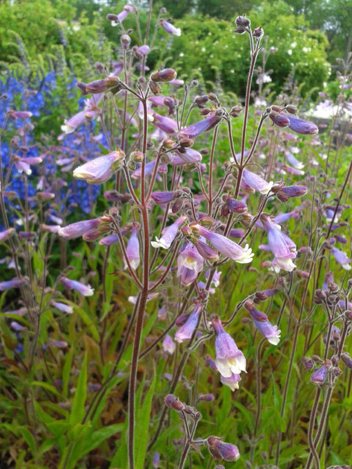 Småland juni 2015
