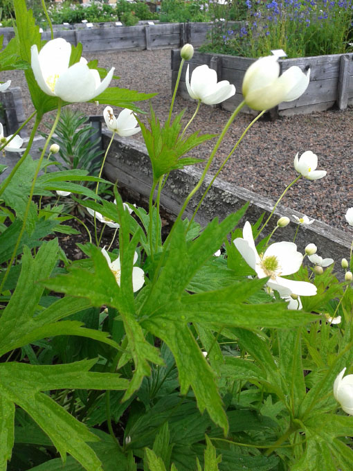 Småland juni 2015