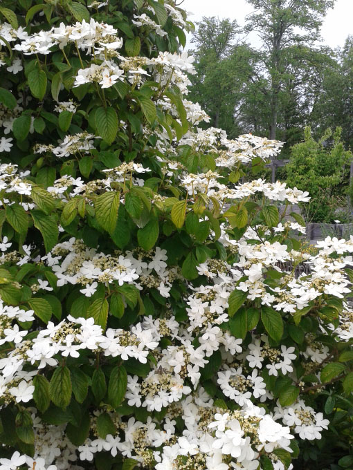 Småland juni 2015