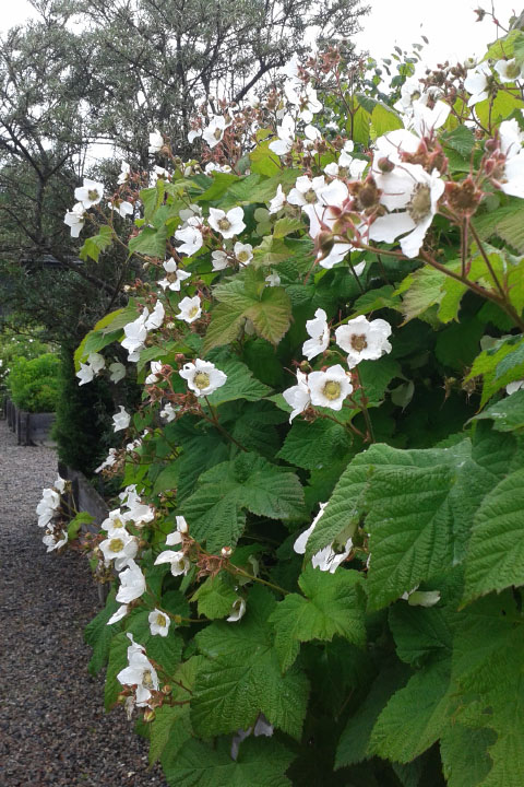 Småland juni 2015