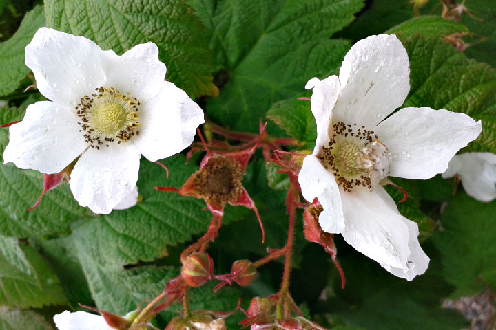 Småland juni 2015