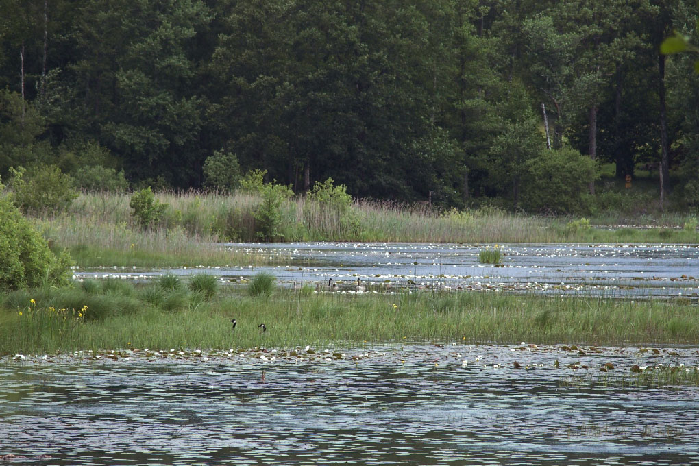 Småland juni 2015