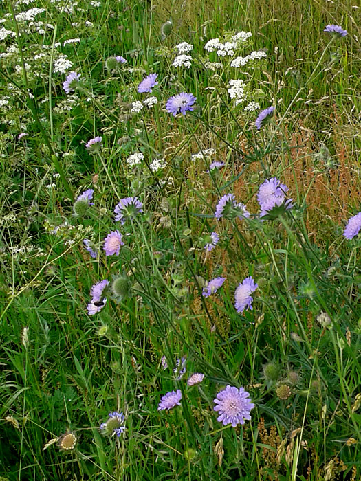 Småland juni 2015